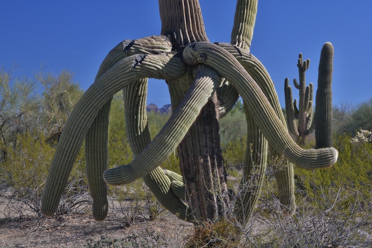 cactus personality